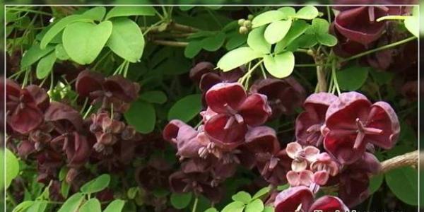 Акебия или шоколадная лиана выращивание и уход на даче и дома зимостойкость и подготовка к зиме Акебия уход и выращивание в домашних условиях