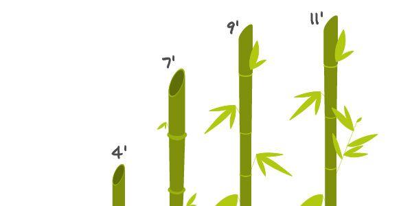 Скорость роста бамбука, правила посадки и ухода, особенности выращивания