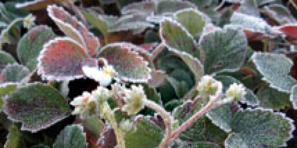Лилии — уход и выращивание Боятся ли лилии весенних заморозков