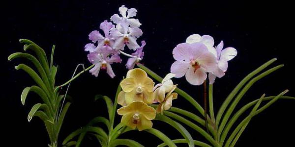 Орхидея Ванда: выращивание и уход в домашних условиях Орхидеи ванда сиреневая в белую точку
